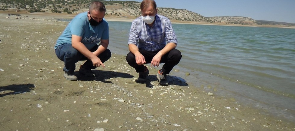 Barajda sular çekildi, binlerce balık sıcaktan öldü