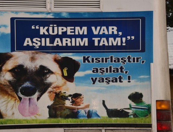 Gediz’de sahipsiz sokak hayvanları için çalışmalar başlatıldı