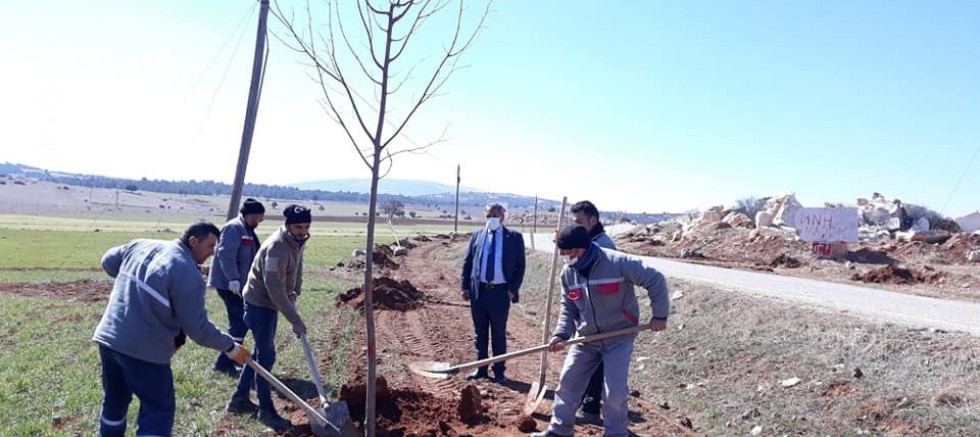 Altıntaş-Gediz yolunda ağaçlandırma çalışmaları