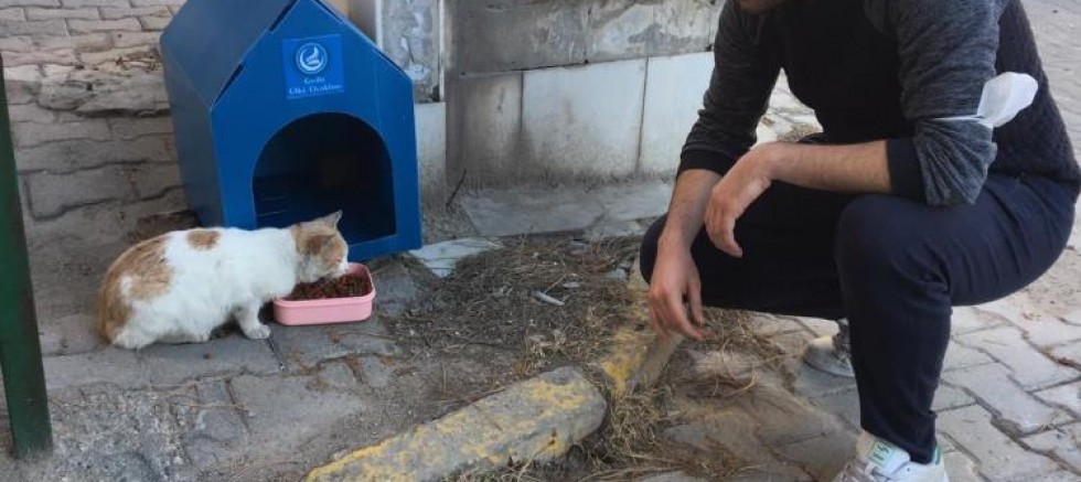 Sokak hayvanları için barınak