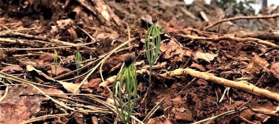 Ormanlarda çimleme çalışmaları başarıyla sonuçlandı