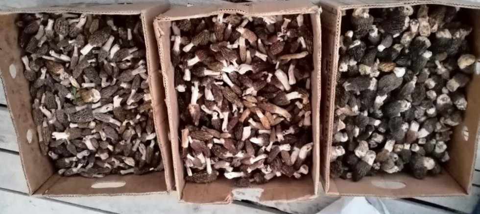 Pandemi ve yetersiz yağış kuzugöbeği mantarı rekoltesini düşürdü