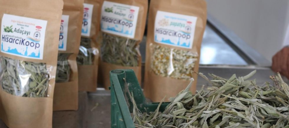 Adaçayı hasadı başladı