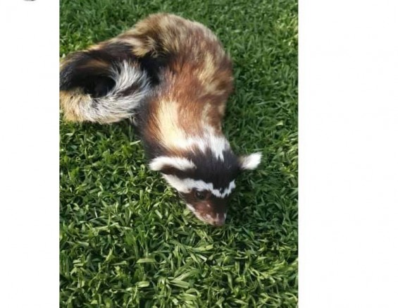 Çavdarhisar’da görülen ”Feret” heyecana yol açtı