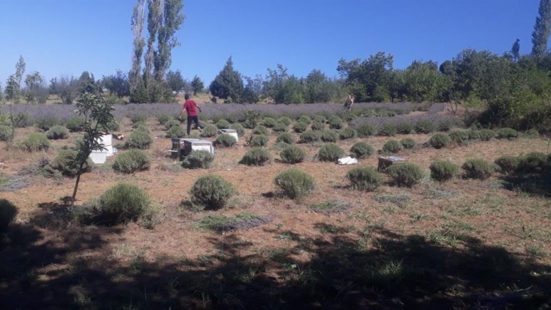Deneme amaçlı dikilen lavanta yüz güldürdü