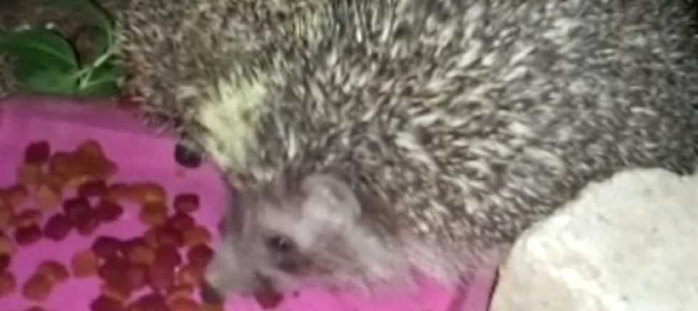 Kedi, mamalarını yiyen kirpilerin başında böyle bekledi