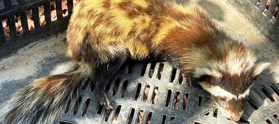 Kütahya’da yaralı alaca sansar tedavi altına alındı