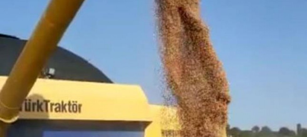 Pazarlar’da yerli buğdayın deneme ekiminden yüksek verim alındı