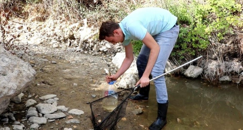 Suyu azalan çayda ölmek üzere olan 200 balığı başka çaya taşıdı
