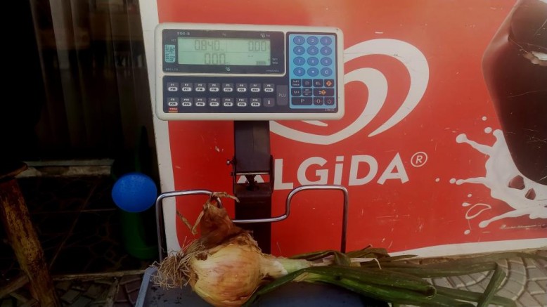 Ürettiği 840 gram soğan şaşırttı