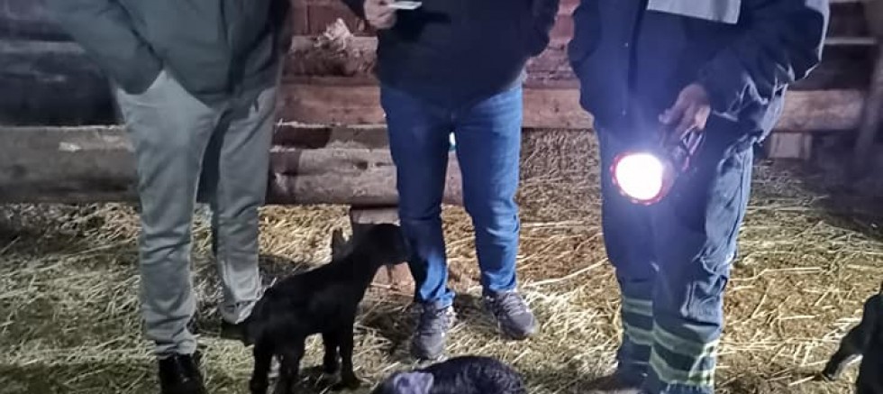 Gediz’de toplu oğlak ölümleri araştırılıyor