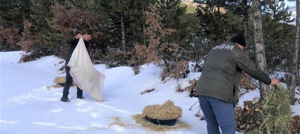 Kütahya Orman Bölge Müdürlüğü’nden yaban hayvanlarına yem desteği