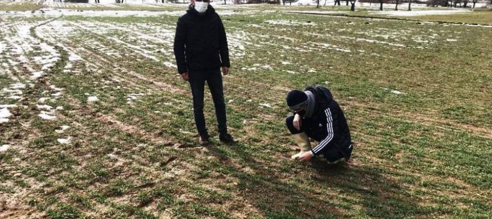 Simav’da hububat ekili alalarda fonolojik gözlem çalışması