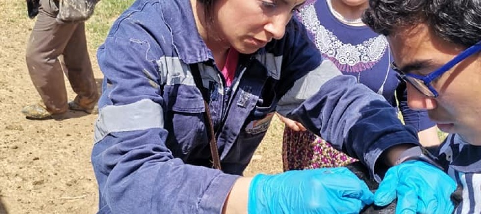 Gediz’de İlçe Tarım ve Orman Müdürlüğü ekiplerinden aşılama ve küpeleme çalışmaları