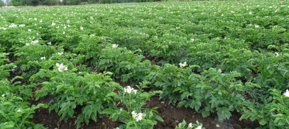 Kiraladığı patates tarlasından 90 ton ürün bekliyor