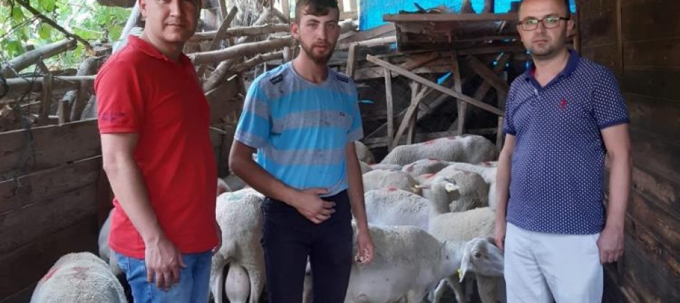 Gediz’de Lacaune ırkı koyun yetiştiriciliği