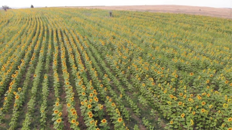 Özel yetiştirilen arılar görev başında