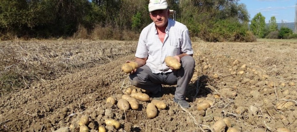 Yerli patates çıktı fiyatlar yine düşmedi