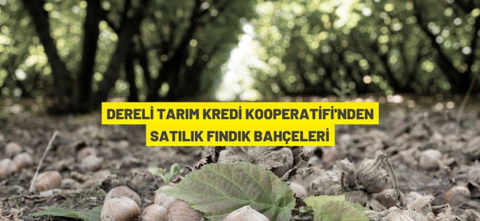 Fındık bahçeleri satılacaktır