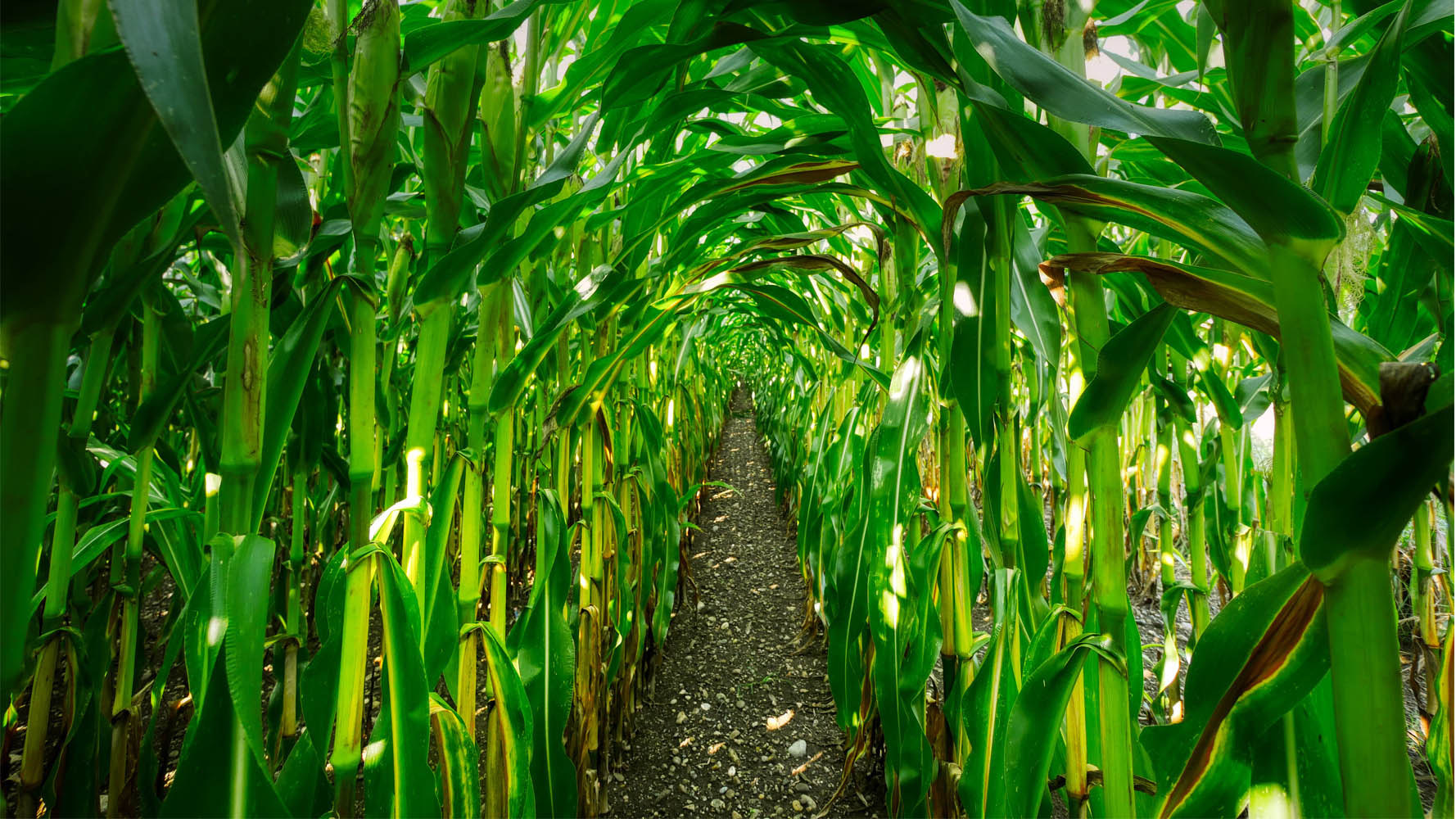 BÜYÜKBAŞ HAYVAN ÜRETİCİLERİNE MISIR  SATIŞI YAPILACAK