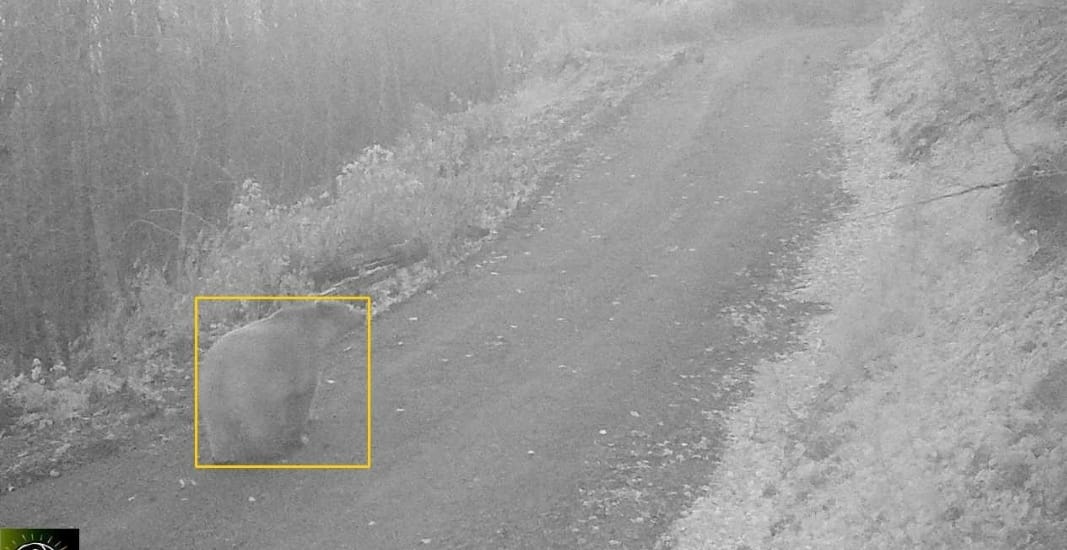 GEDİZ KARAPINAR MEVKİİNDE FOTOKAPANA AYI TAKILDI