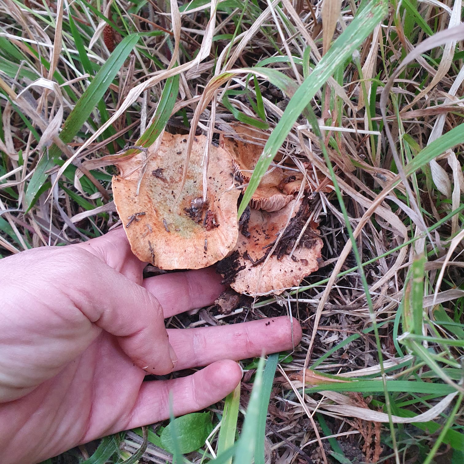 GEDİZ’DE SONBAHARDA MANTAR BEREKETİ