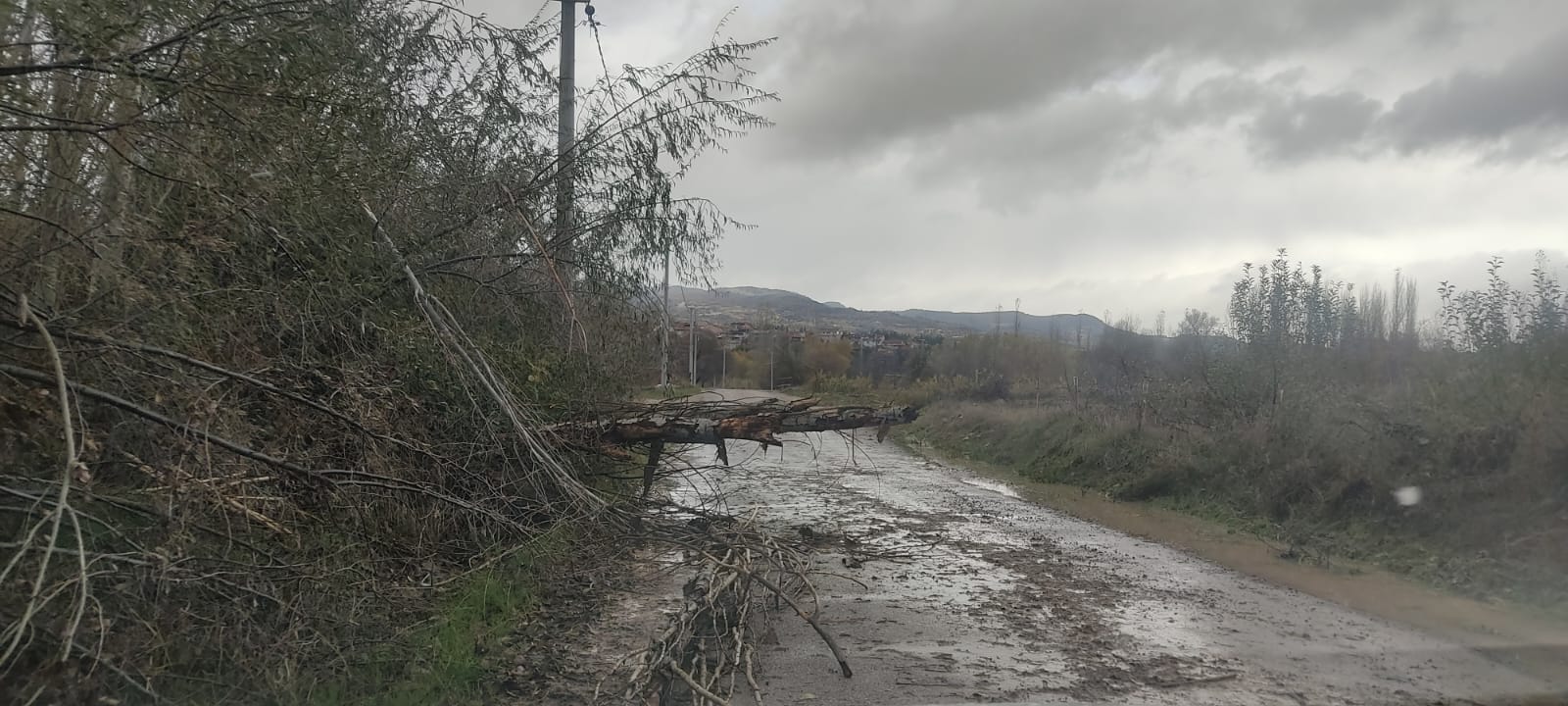 RÜZGAR GEDİZ’DE AĞAÇLARI DEVİRDİ