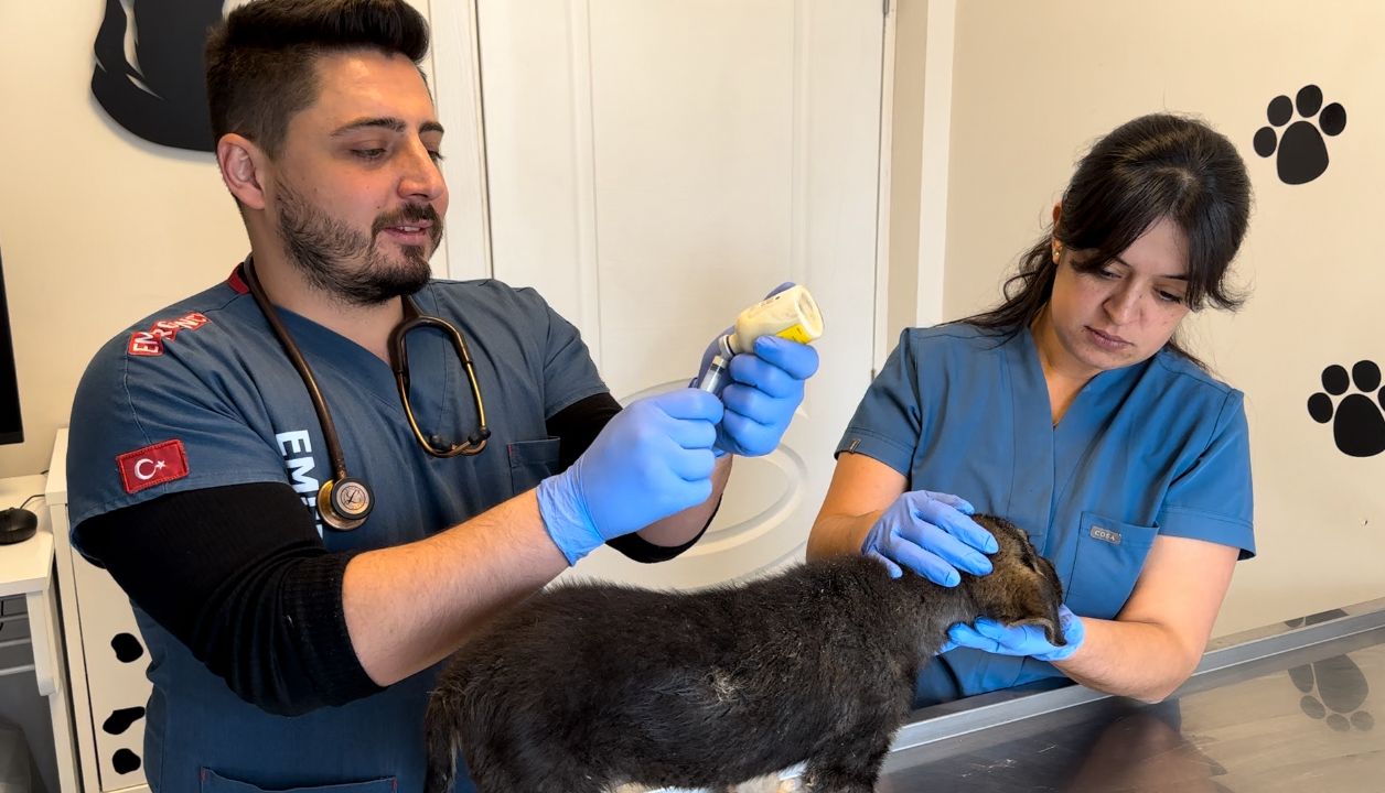 VETERİNER İSMAİL YILDIZ’DAN KIŞ AYLARININ BAŞLAMASI DOLAYISIYLA SOKAK HAYVANLARI UYARISI