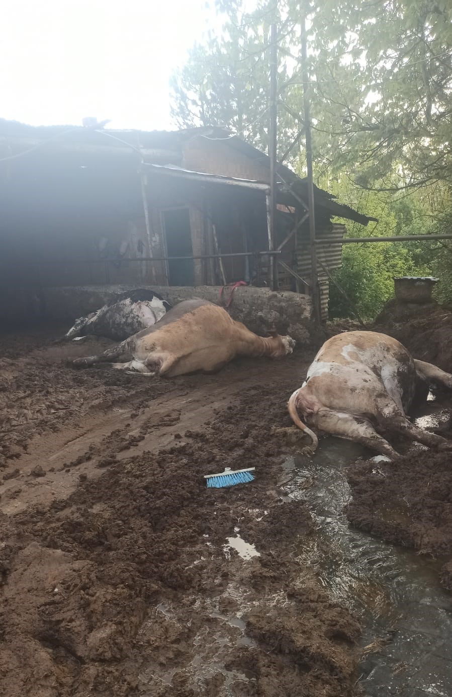 GEDİZ’DE 4 BÜYÜKBAŞ HAYVANDAN 3’Ü ELEKTRİK ÇARPMASI SONUCU TELEF OLDU