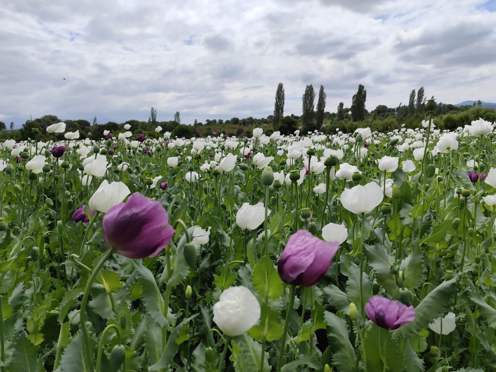 GEDİZ İLÇESİNDE ÇİÇEK AÇAN HAŞHAŞ TARLALARI GÖRSEL ŞÖLEN SUNUYOR