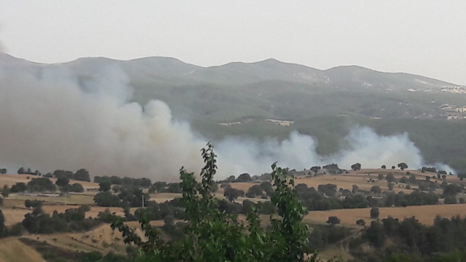 GEDİZ GÖYNÜKÖREN KÖYÜNDE ORMAN VE TARLA YANGINI