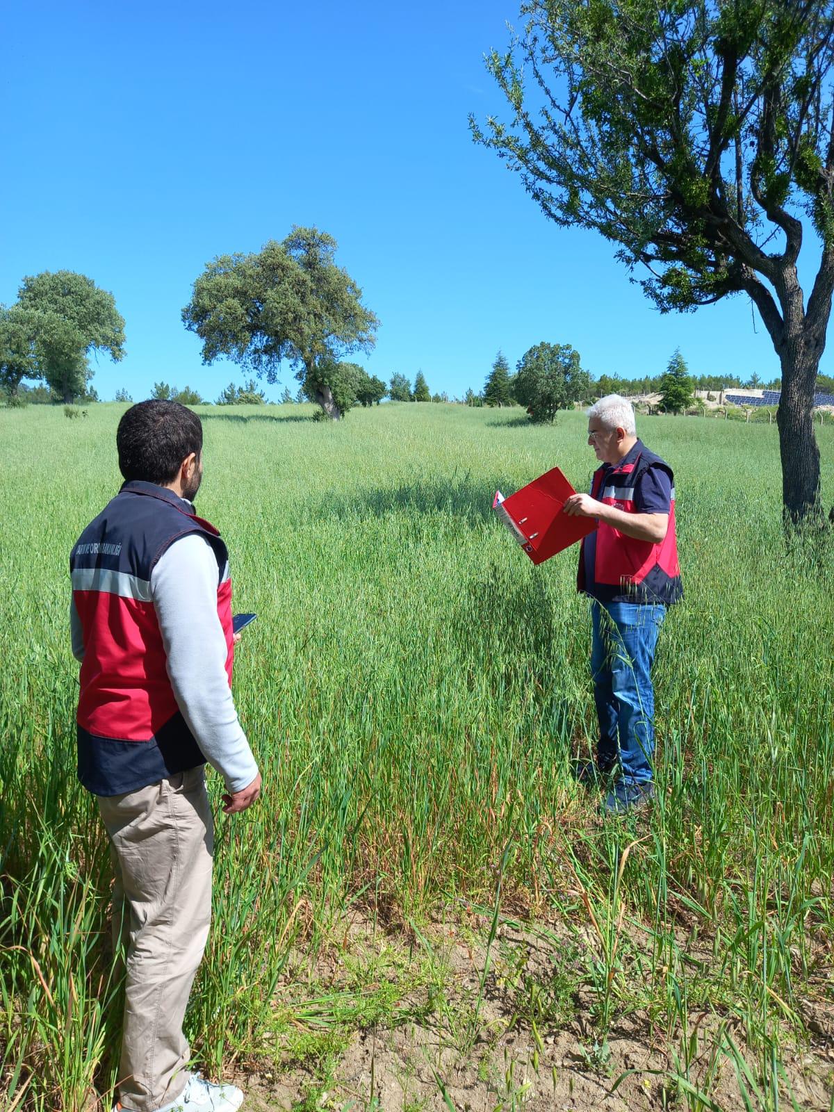 GEDİZ’DE YEM BİTKİSİ KONTROLLERİ DEVAM EDİYOR