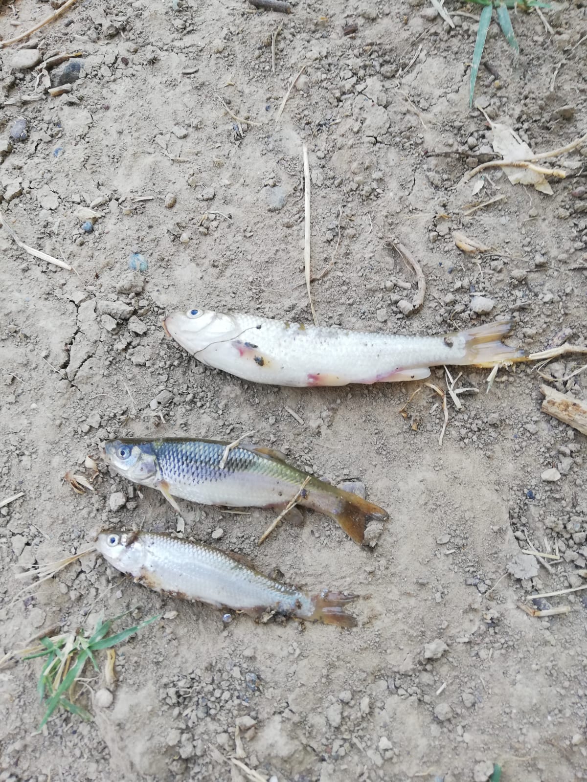 GEDİZ NEHRİ’NDE GİZEMLİ BALIK ÖLÜMLERİ