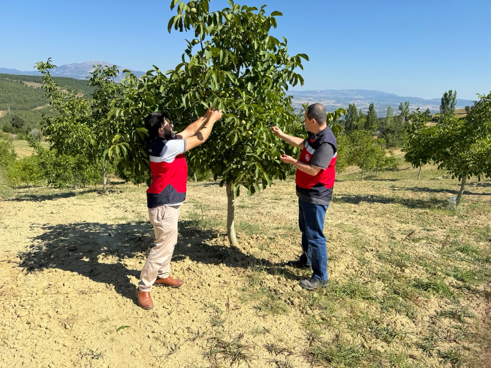 Gediz İlçe Tarım ve Orman Müdürlüğü’nden Ceviz Bahçesinde Hastalık ve Zararlı Kontrolü
