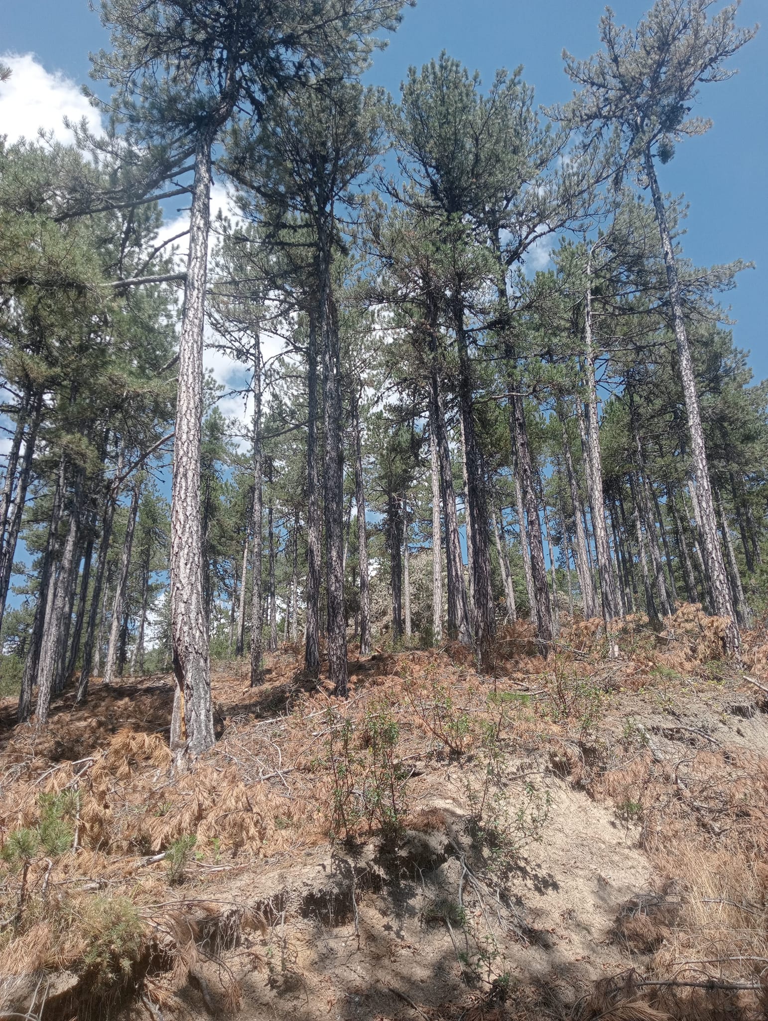 Ormanlarda Kesim ve Seyreltme Çalışmalarına Tepki: “Yağışın Çekeni Ormandır”