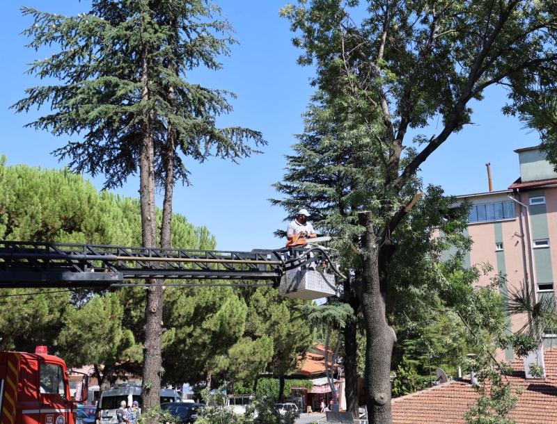 GEDİZ’DE AĞAÇ BAKIM VE BUDAMA ÇALIŞMALARI