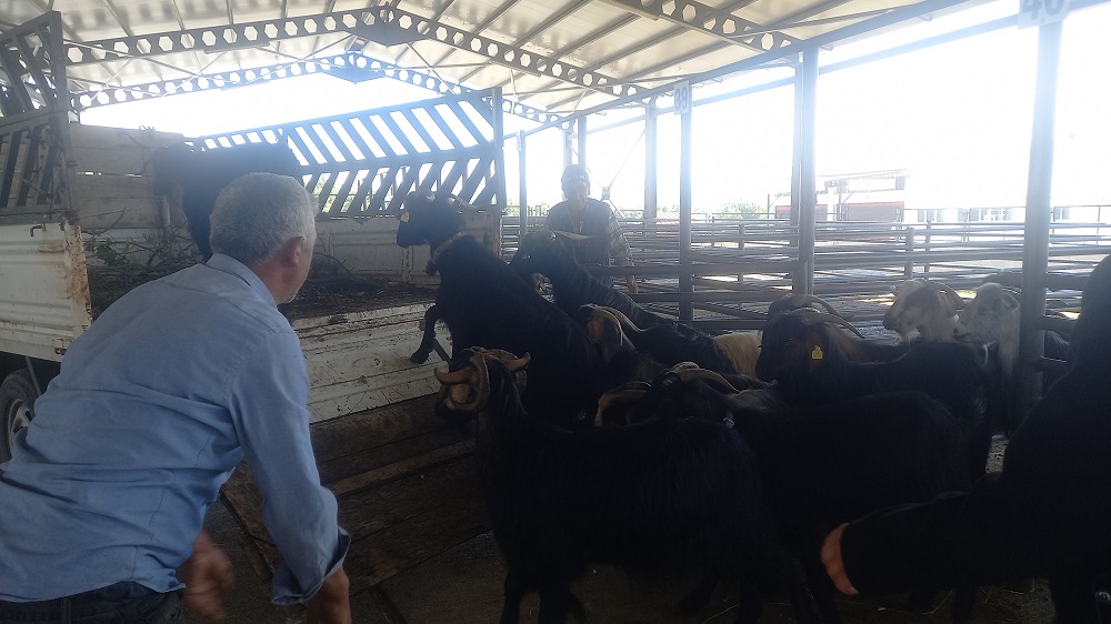 GEDİZ’DE KÜÇÜKBAŞ HAYVAN PAZARI YENİDEN AÇILDI