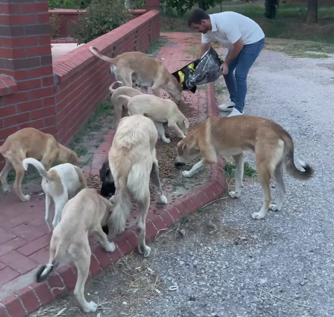Kütahya’nın Gediz İlçesinde Hayvanları Koruma Günü Etkinliği