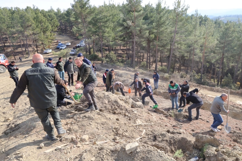 GEDİZ’DE BİNLERCE FİDAN TOPRAKLA BULUŞTU