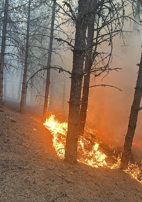 Gediz’de Orman Yangını: Yaylaköy ve Polatköy Arasında Alevler Yükseliyor