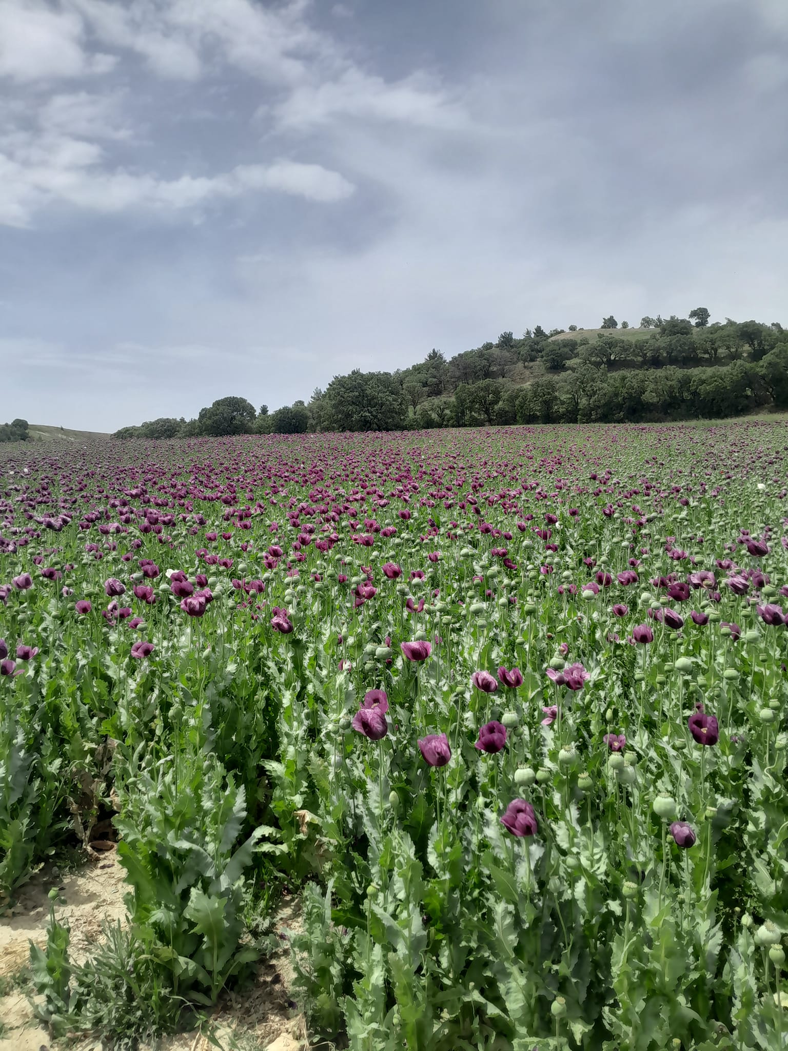 GEDİZ’İN GÖLCÜK MAHALLESİ HAŞHAŞ EKİMİNDE EGE BÖLGESİ BİRİNCİSİ OLDU