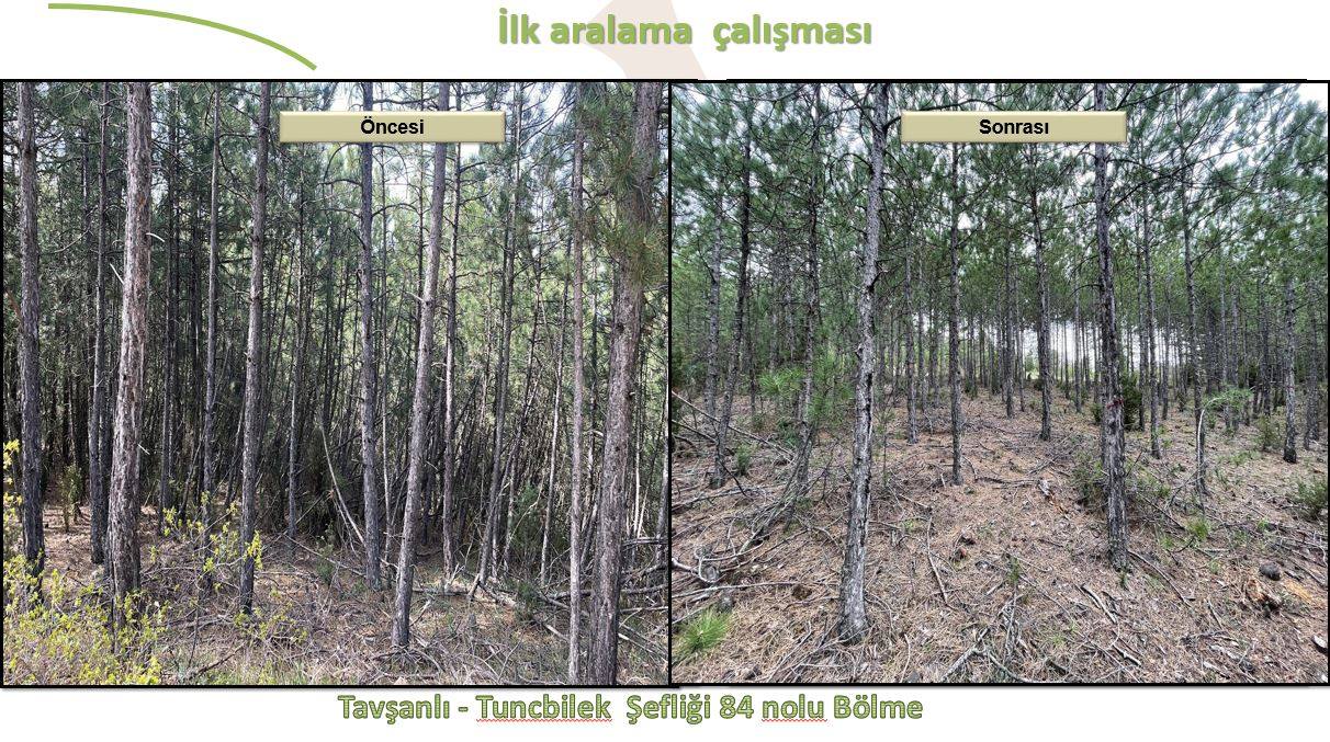 KÜTAHYA ORMANLARI GELECEK NESİLLERE HAZIRLANIYOR