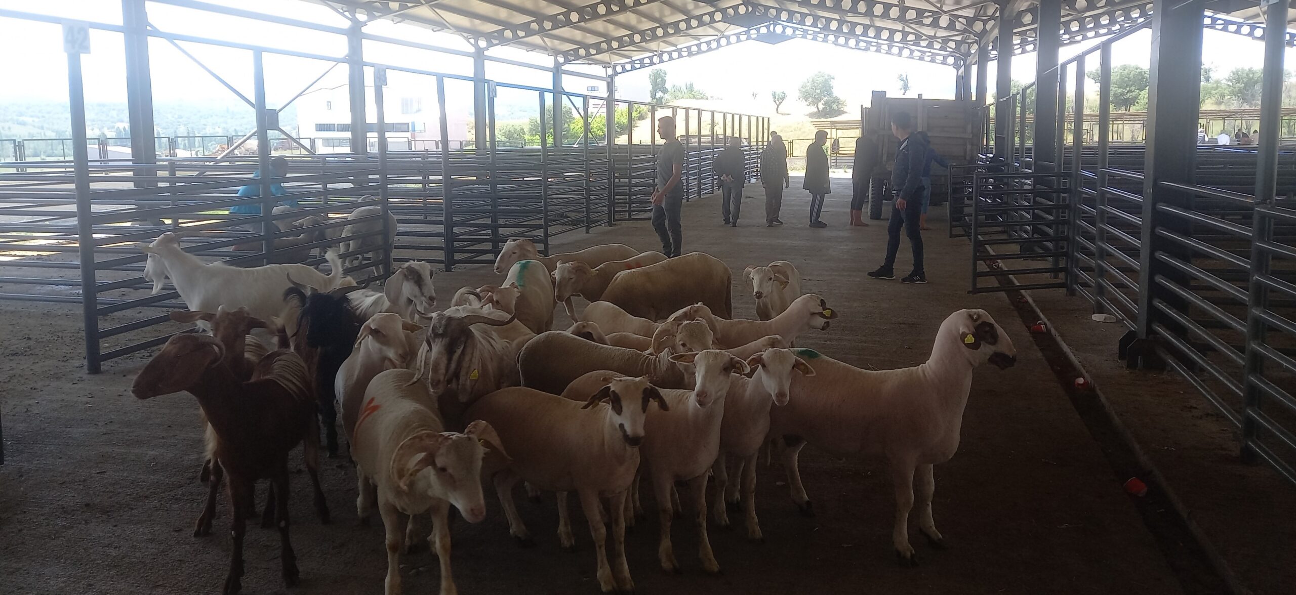 Gediz Belediyesi Canlı Hayvan Pazarı Yeniden Açıldı