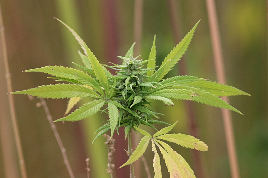 Gediz’de Uyuşturucu Operasyonu: 17 Kök Kenevir Bitkisi Ele Geçirildi