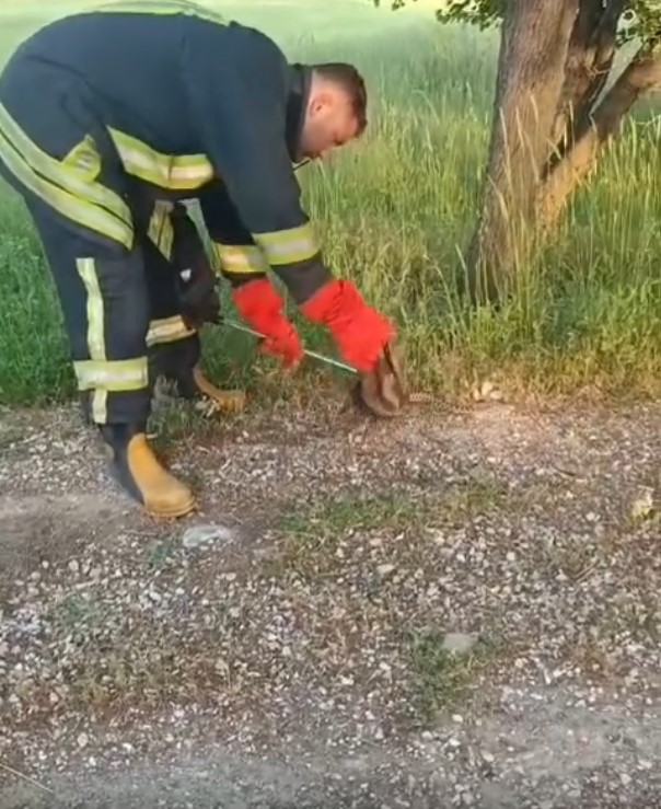 Gediz’de Yılan ve Kene Alarmı: İtfaiye Ekipleri Vatandaşın Yardımına Koşuyor