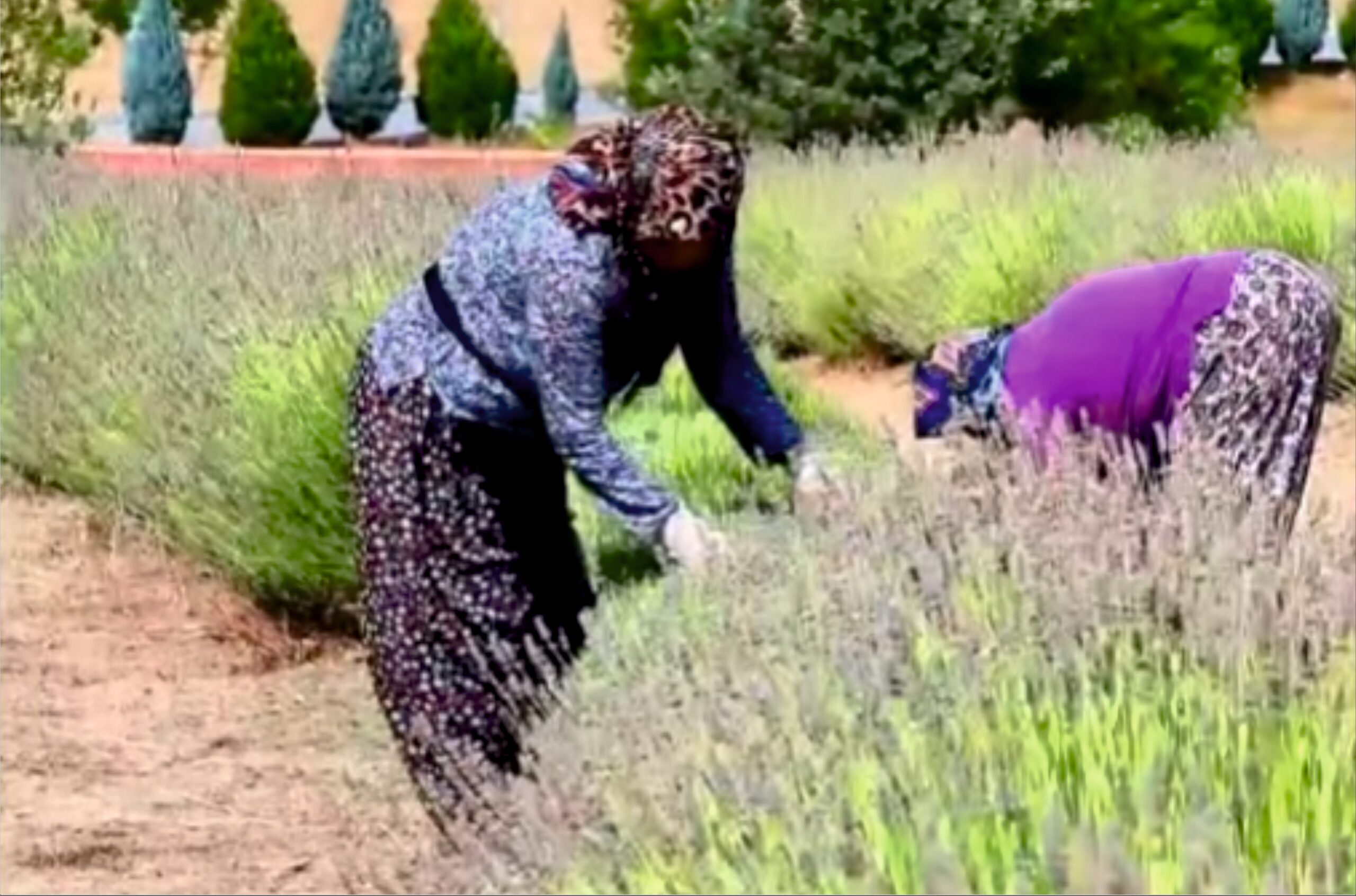 GEDİZ’DE LAVANTA HASADI BAŞLADI: MOR BAHÇE GÖRSEL ŞÖLEN SUNUYOR