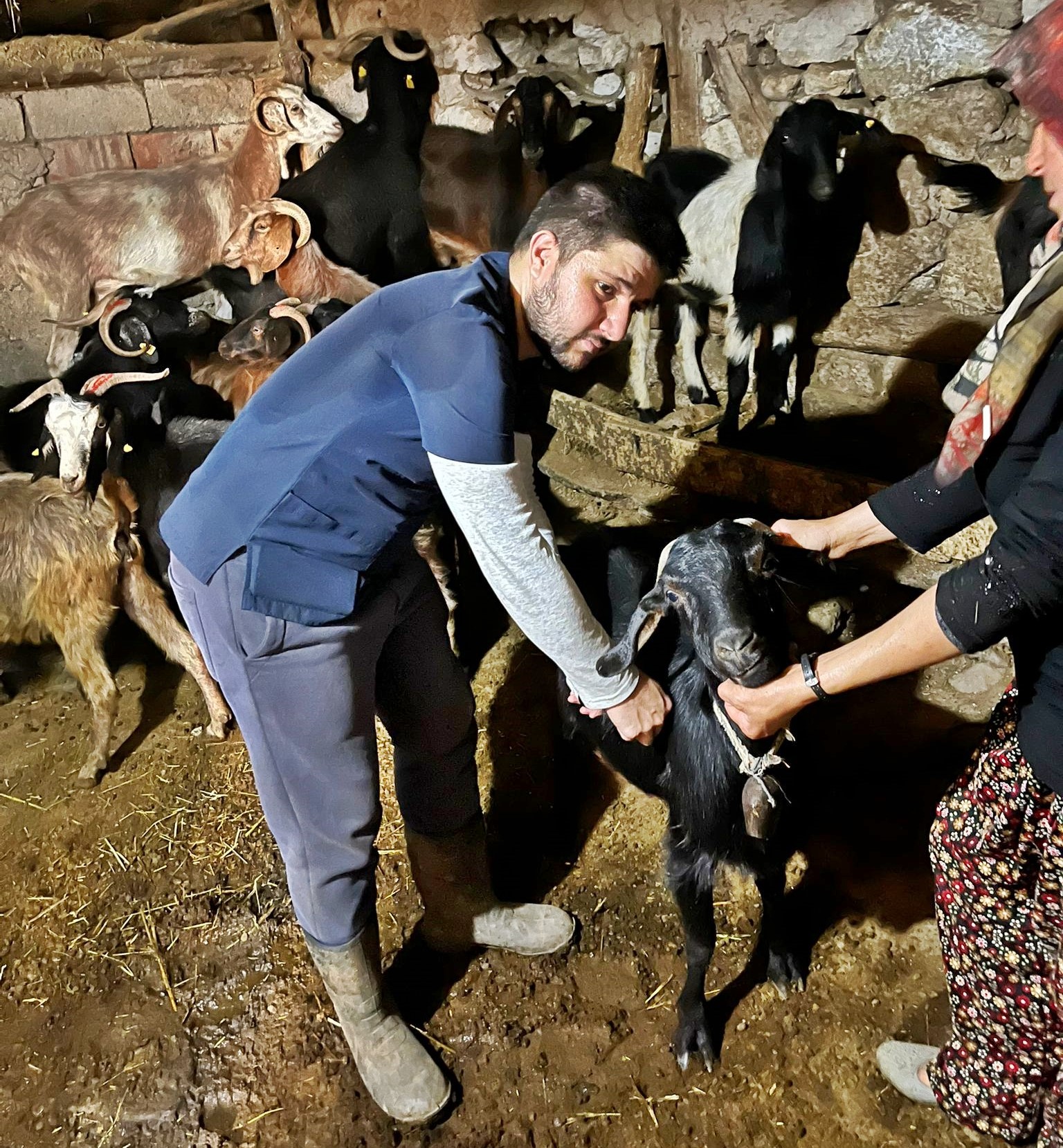 Gediz’de Küçükbaş Hayvanlara Aşılama ve Kimliklendirme Çalışmaları