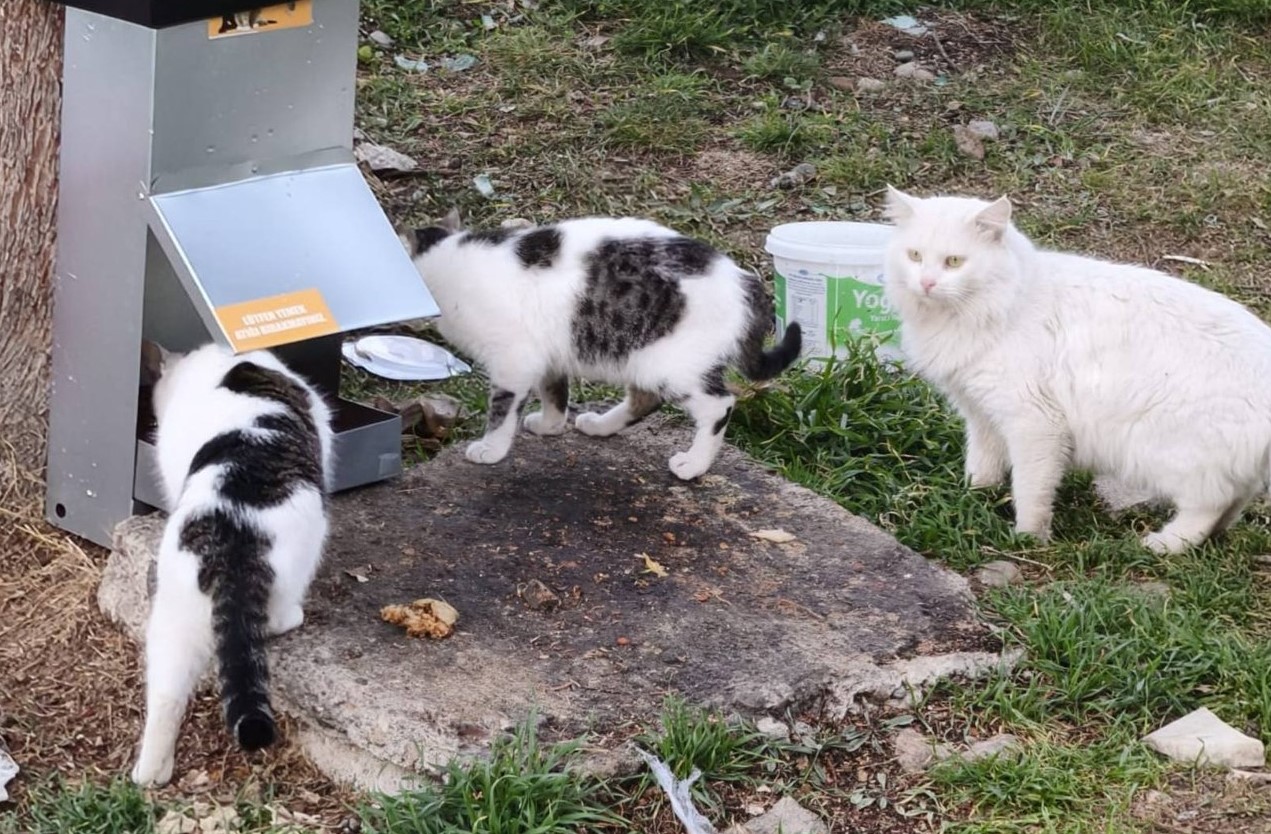 Gediz Belediyesinden Sokak Hayvanlarına Destek: Mahallelere Beslenme İstasyonları Kuruldu