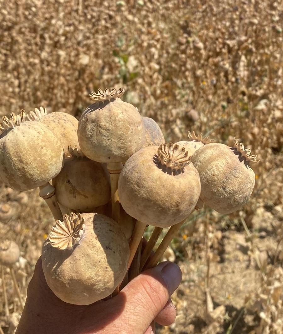 Kütahya’nın Haşhaş Şampiyonu Belli Oldu: Gölcük Mahallesi 2 Bin 283 Dönümle Zirvede!