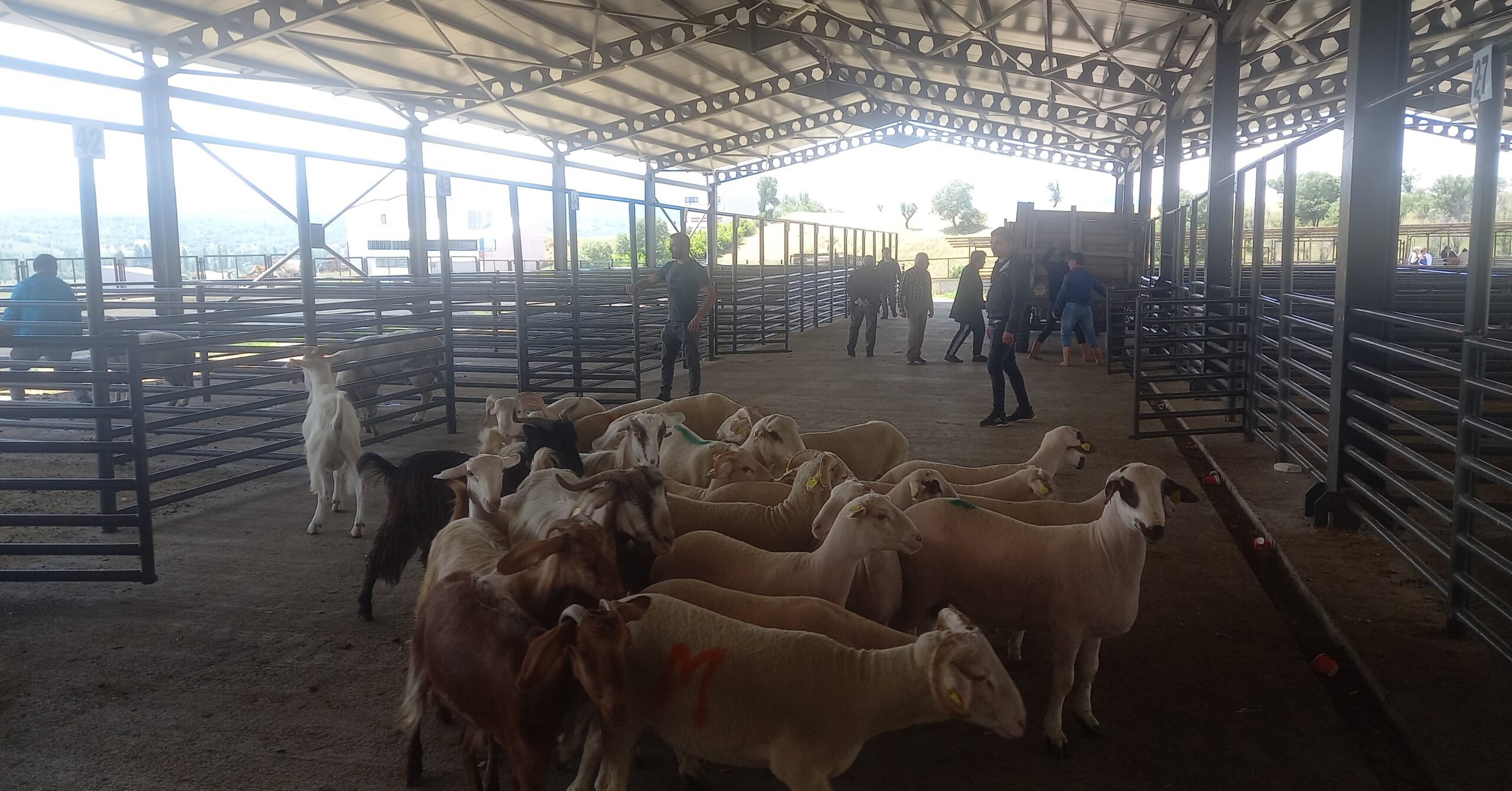 Gediz Hayvan Pazarı 10 Ay Sonra Kapılarını Açıyor: Üreticinin Beklediği Gün Geldi!